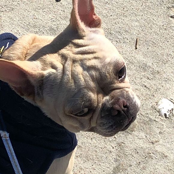 Meet your Posher, Jeannie - Picture 1 of 1